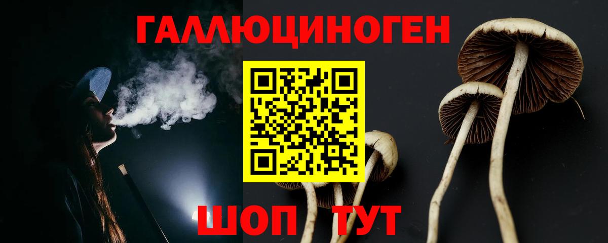 Галлюциногенные грибы Psilocybe Северск